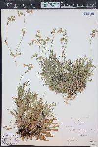 Cerastium arvense subsp. strictum image