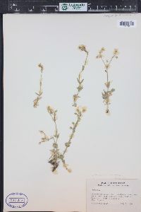 Cerastium arvense subsp. strictum image