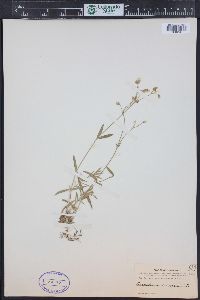 Cerastium arvense subsp. strictum image