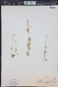 Cerastium arvense subsp. strictum image