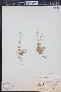 Cerastium arvense subsp. strictum image