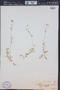 Cerastium arvense subsp. strictum image