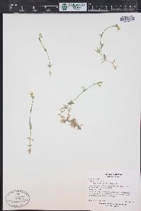 Cerastium arvense subsp. strictum image