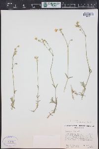 Cerastium arvense subsp. strictum image