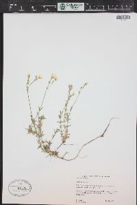 Cerastium arvense subsp. strictum image