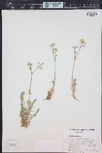 Cerastium arvense subsp. strictum image