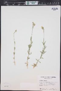 Cerastium arvense subsp. strictum image