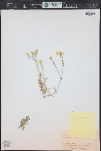 Cerastium arvense subsp. strictum image