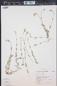 Cerastium arvense subsp. strictum image