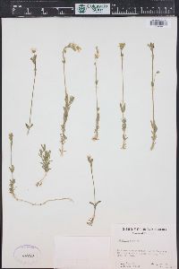 Cerastium arvense subsp. strictum image