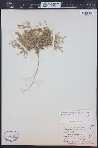 Cerastium beeringianum image