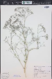 Gypsophila paniculata image