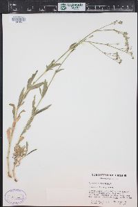 Gypsophila paniculata image