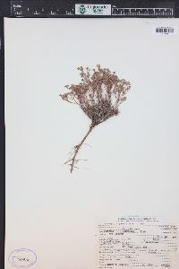 Paronychia jamesii image