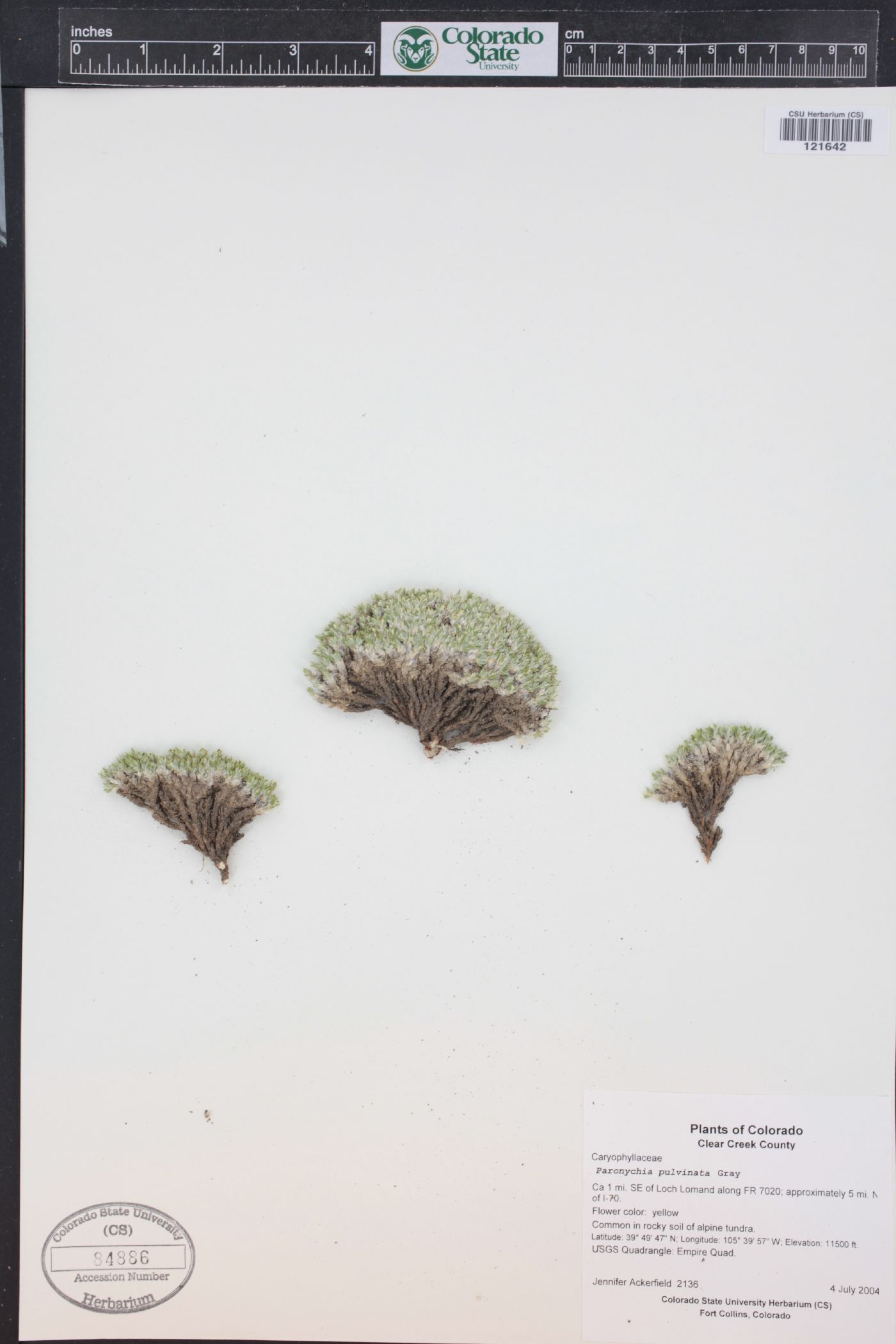 Paronychia pulvinata image