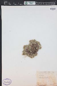 Paronychia sessiliflora image