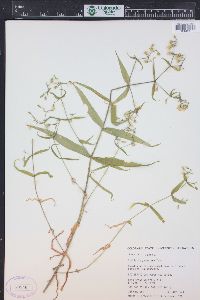 Pseudostellaria jamesiana image