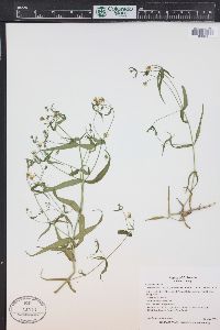 Pseudostellaria jamesiana image