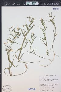 Pseudostellaria jamesiana image