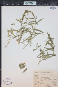 Pseudostellaria jamesiana image