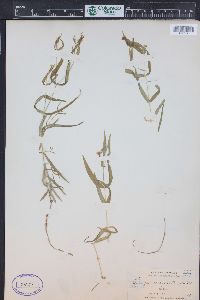 Pseudostellaria jamesiana image