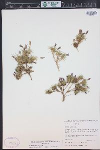 Silene acaulis image