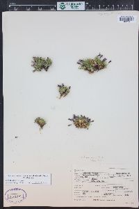 Silene acaulis image