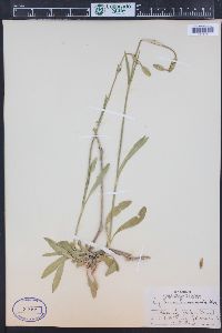 Silene drummondii image