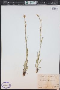 Silene drummondii image