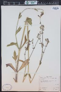 Silene vulgaris image