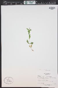 Silene menziesii image