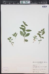 Silene menziesii image