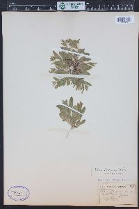 Silene menziesii image