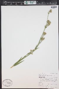 Silene scouleri image