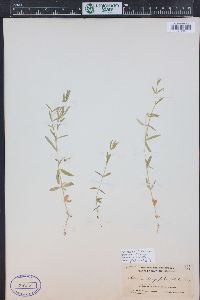 Stellaria longifolia image