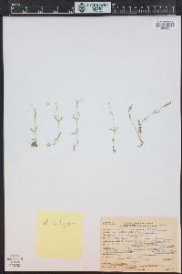 Stellaria calycantha image