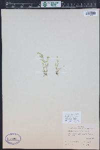 Stellaria longipes image