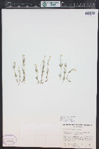 Stellaria longipes image