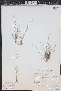 Stellaria longipes image