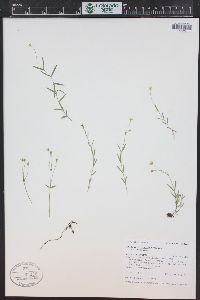 Stellaria longipes image