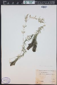 Ceratophyllum demersum image