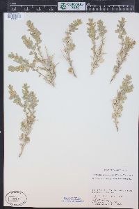 Atriplex confertifolia image