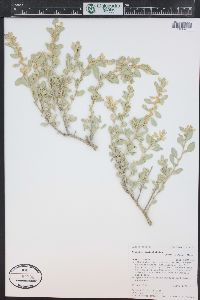 Atriplex confertifolia image