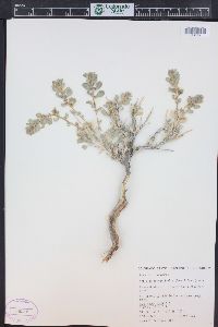 Atriplex confertifolia image