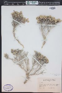 Atriplex corrugata image