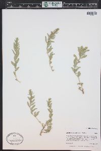 Atriplex gardneri image