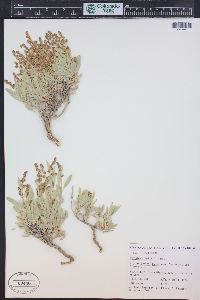 Atriplex gardneri image