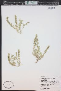 Atriplex gardneri image