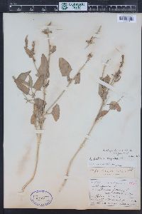 Atriplex dioica image