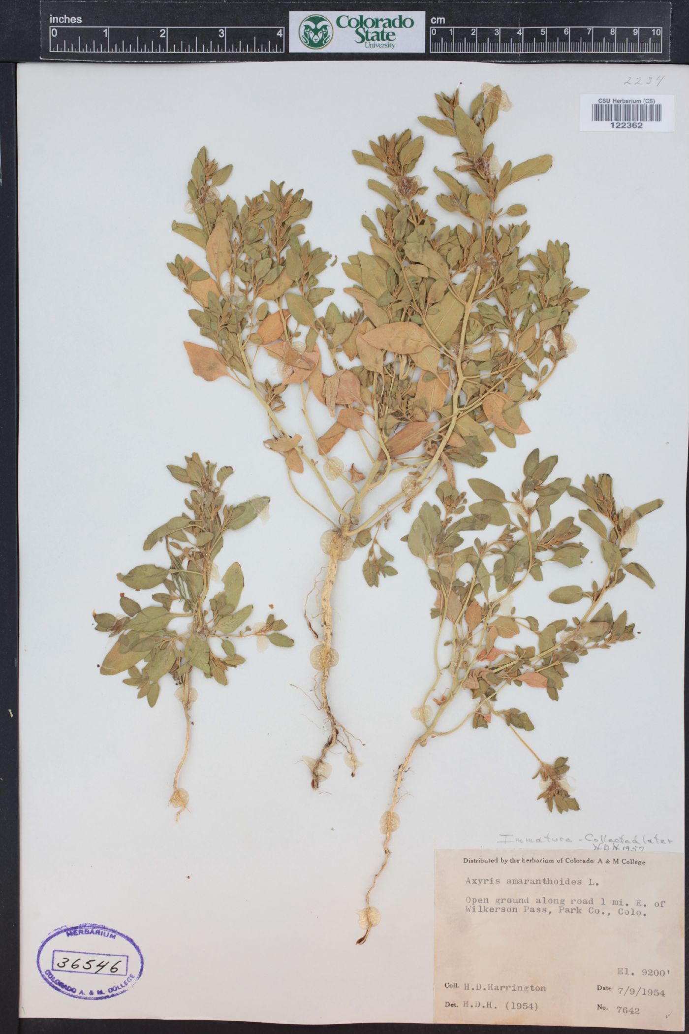 Axyris amaranthoides image